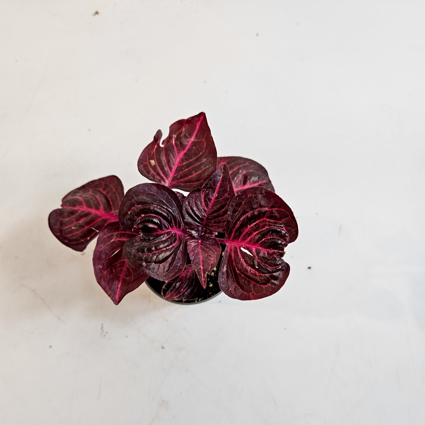 Iresine herbstii 6cm H10cm