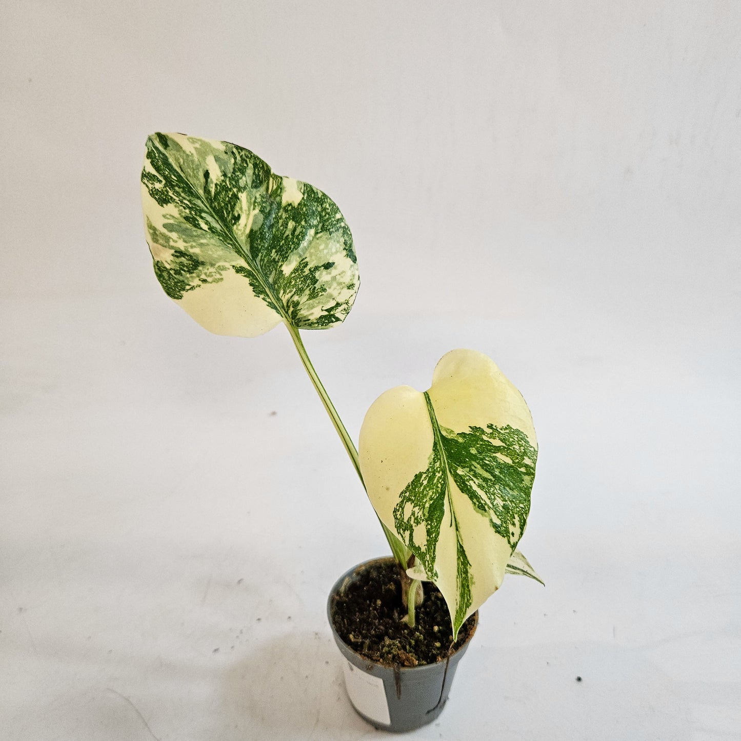 Monstera 'Crème Brûlée' 6cm H15cm