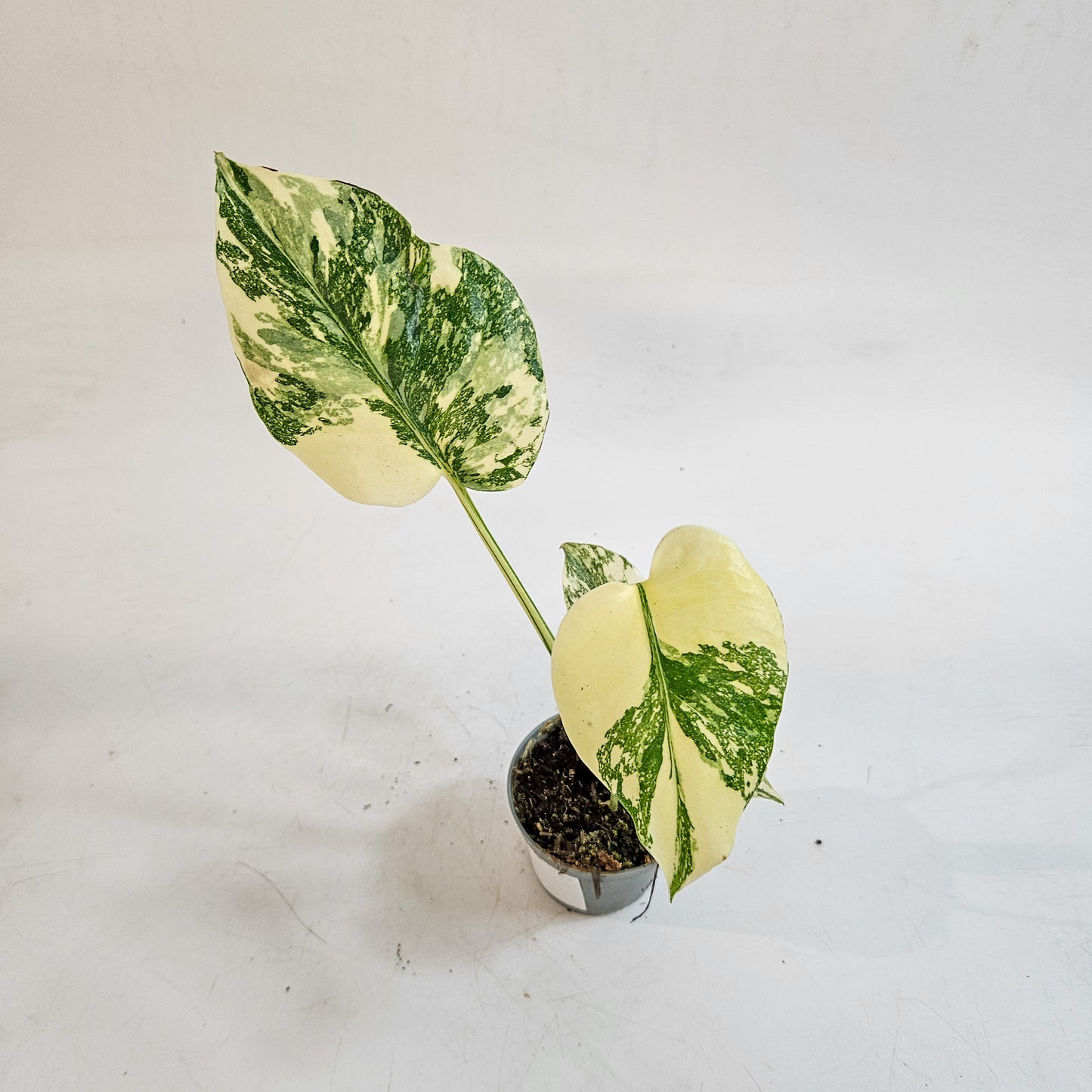 Monstera 'Crème Brûlée' 6cm H15cm