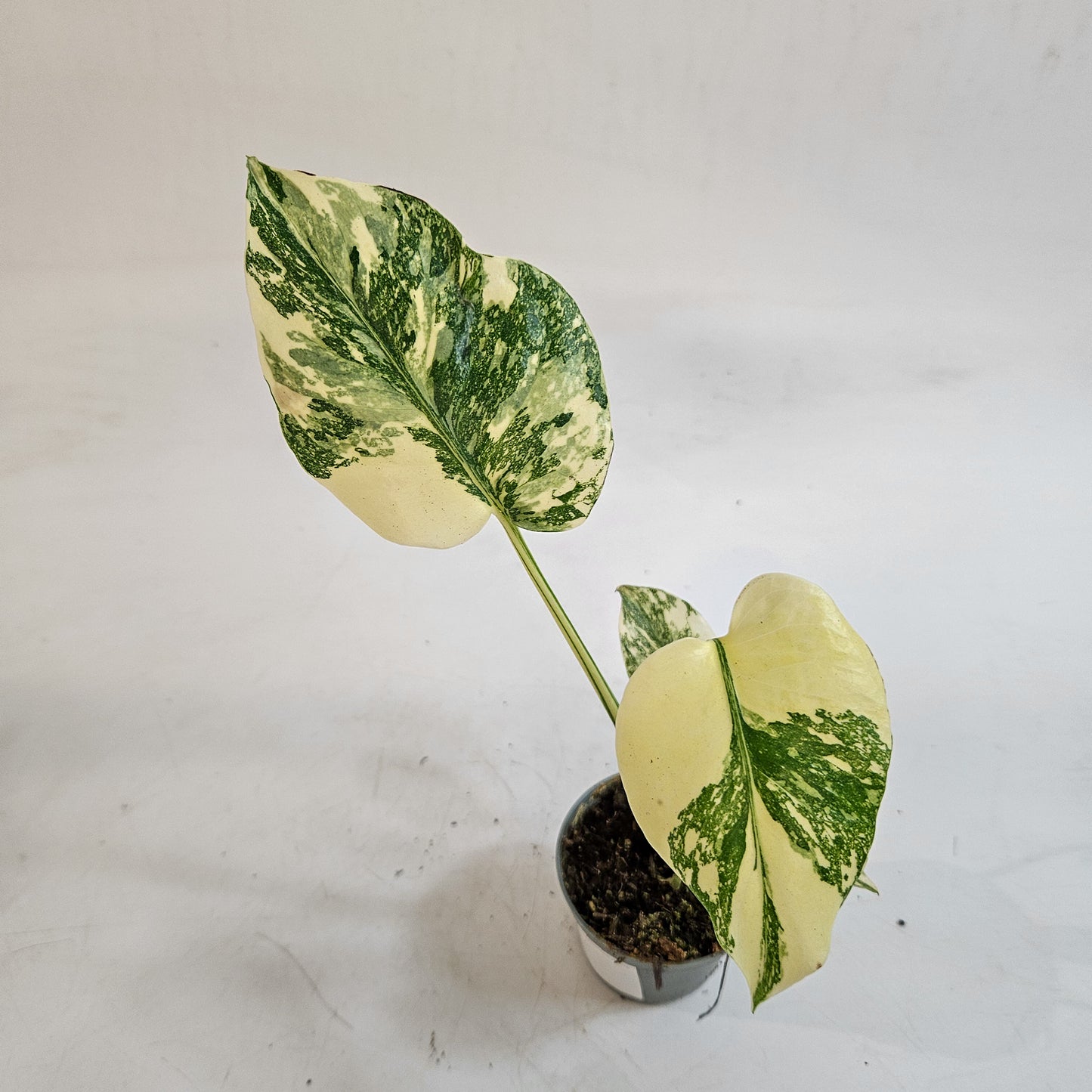 Monstera 'Crème Brûlée' 6cm H15cm