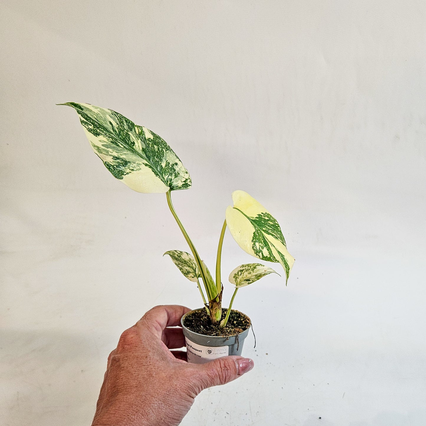 Monstera 'Crème Brûlée' 6cm H15cm