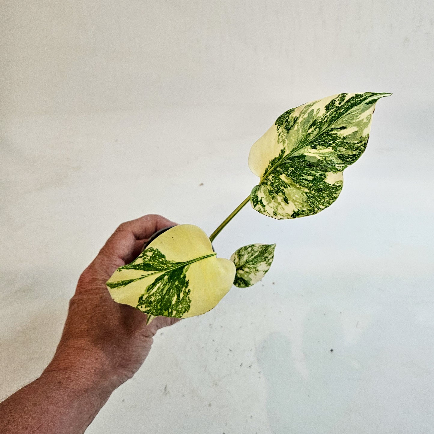 Monstera 'Crème Brûlée' 6cm H15cm