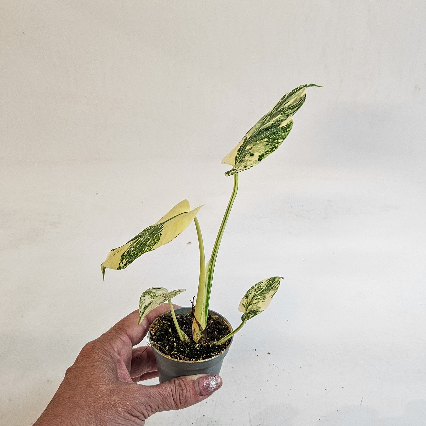 Monstera 'Crème Brûlée' 6cm H15cm