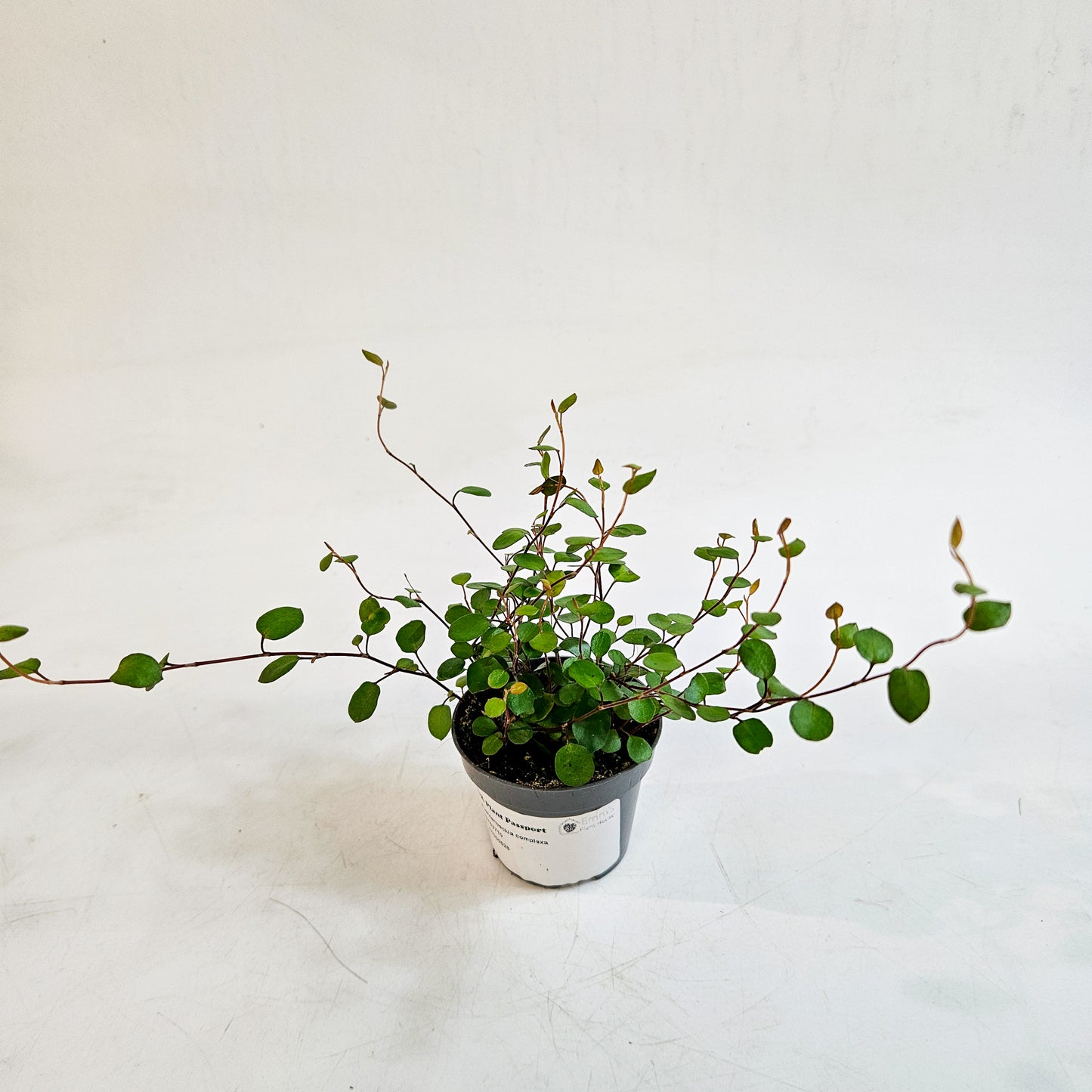 Muehlenbeckia complexa 6cm H12cm