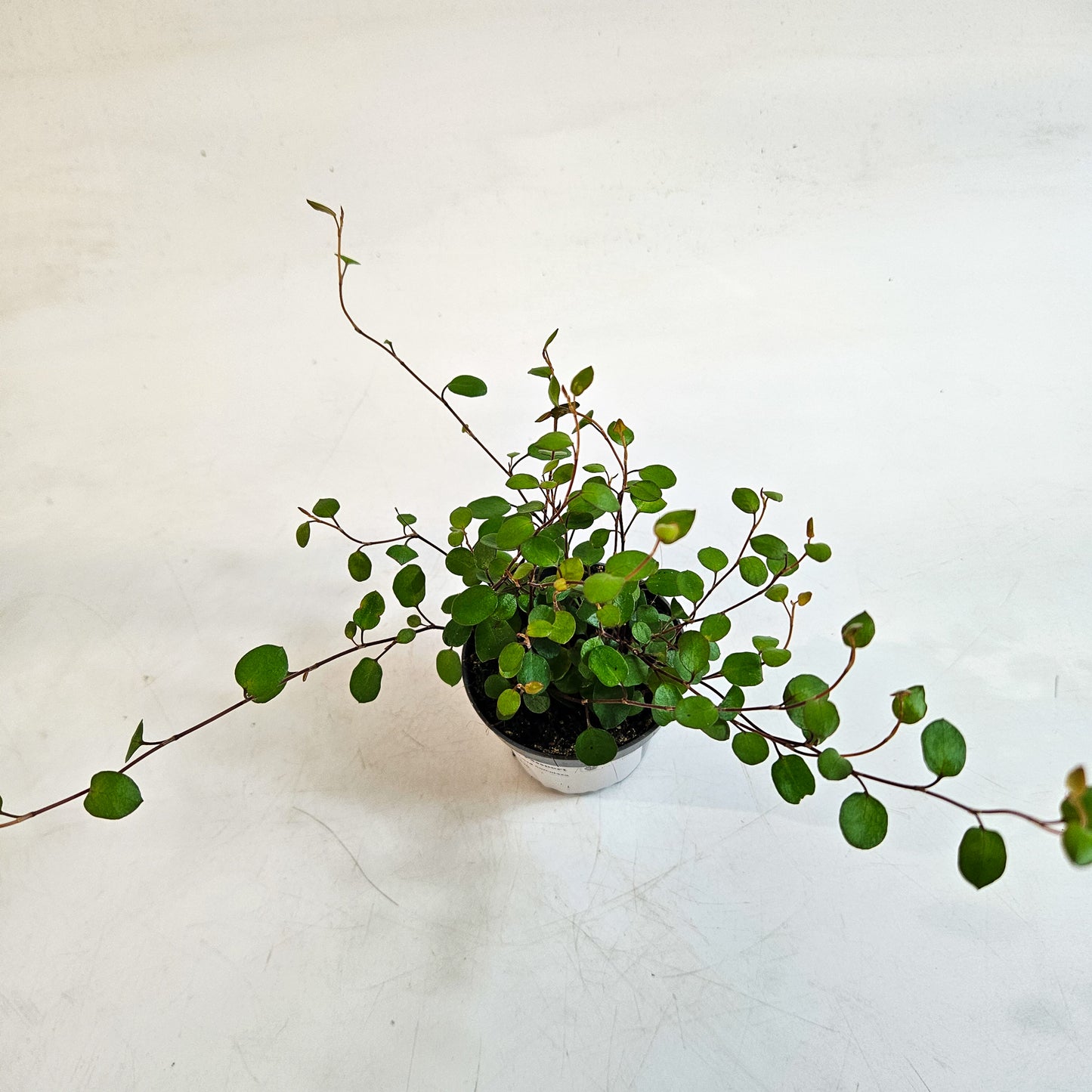 Muehlenbeckia complexa 6cm H12cm