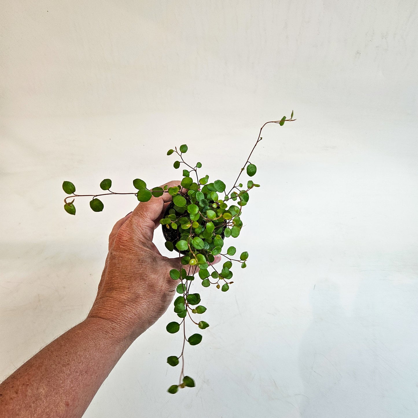 Muehlenbeckia complexa 6cm H12cm