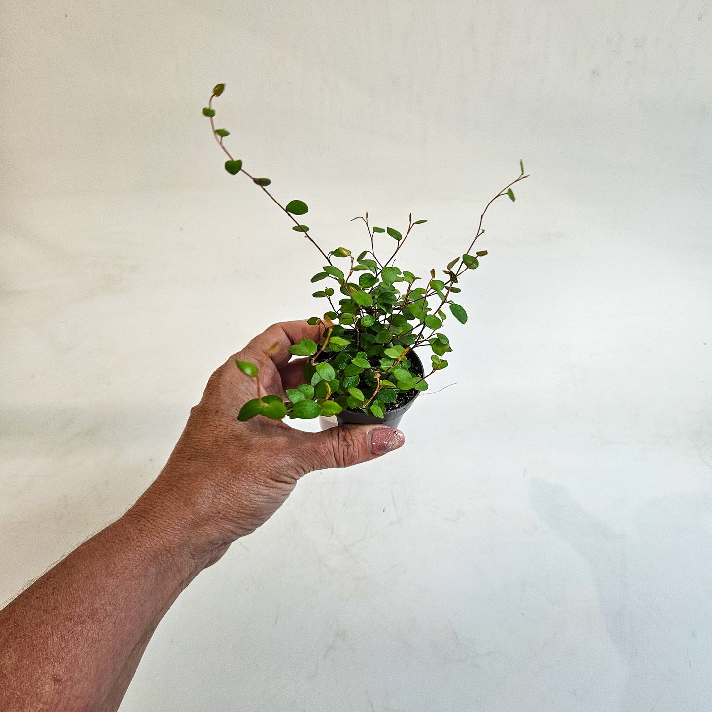 Muehlenbeckia complexa 6cm H12cm