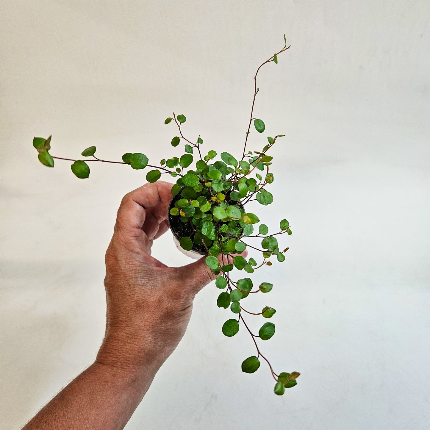 Muehlenbeckia complexa 6cm H12cm