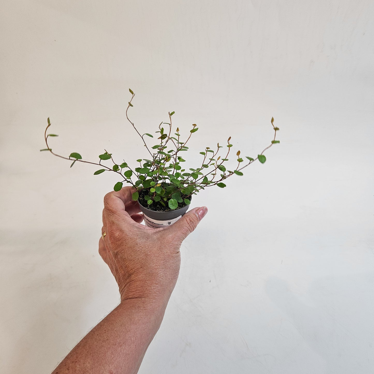 Muehlenbeckia complexa 6cm H12cm