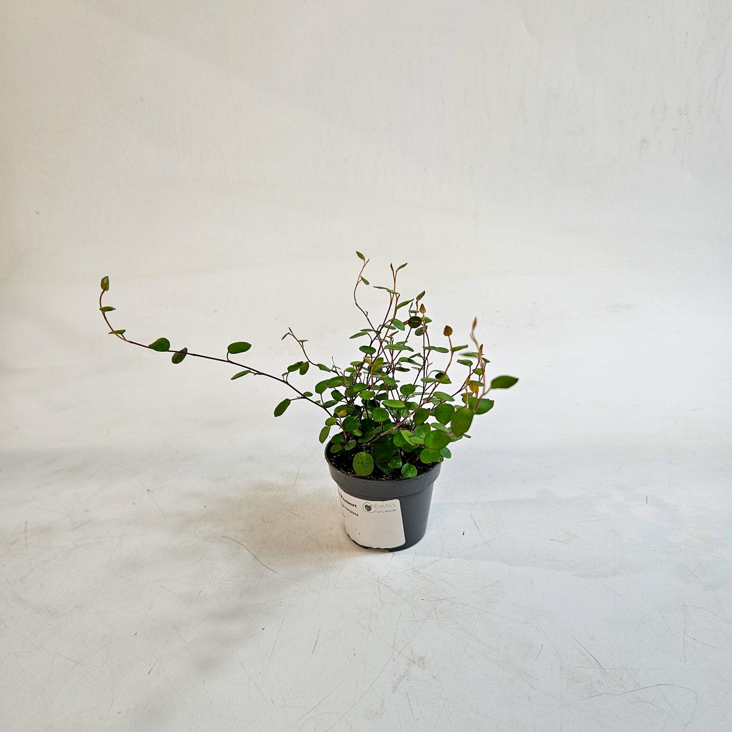 Muehlenbeckia complexa 6cm H12cm