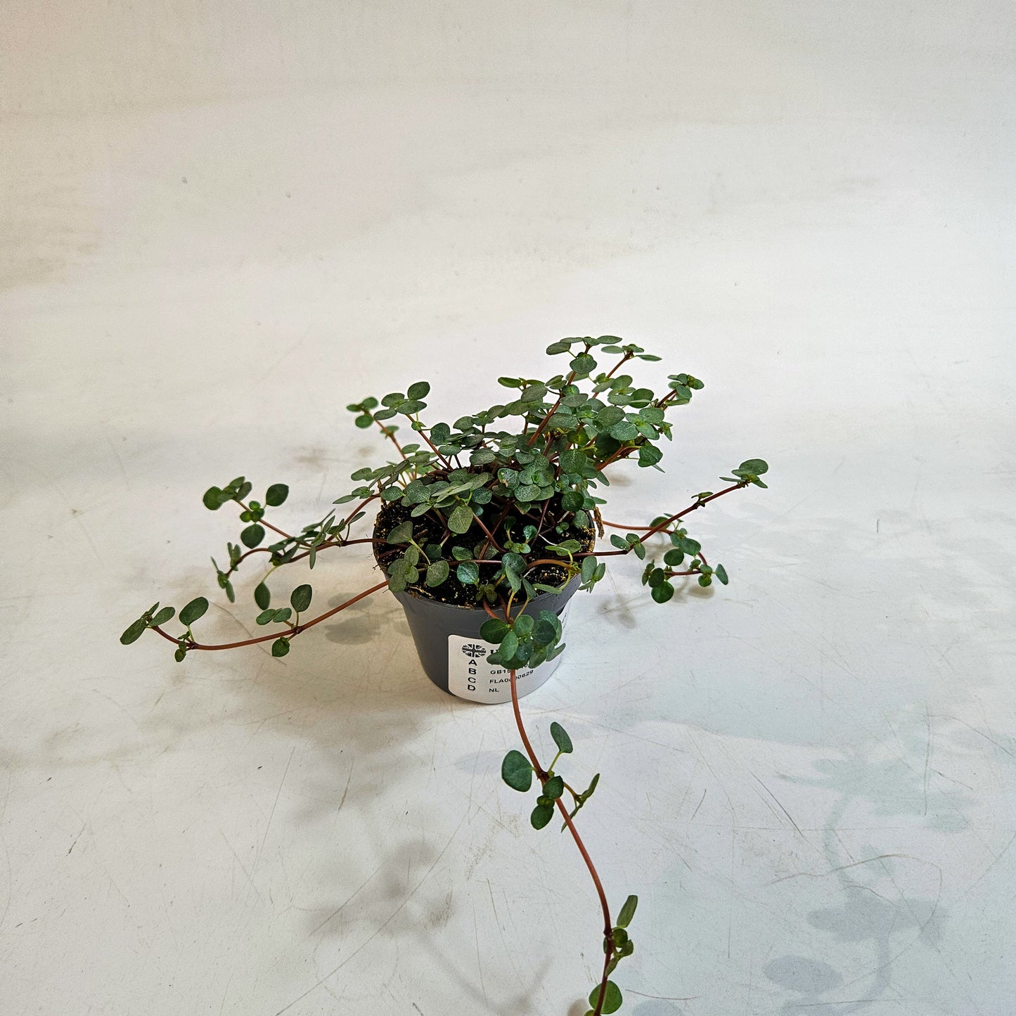 Pilea glaucophylla 'Greyzy' 6cm H8cm