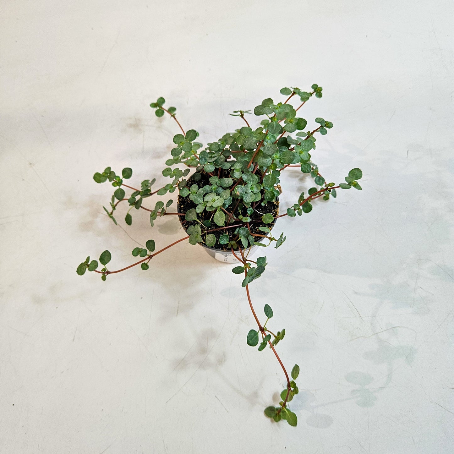 Pilea glaucophylla 'Greyzy' 6cm H8cm
