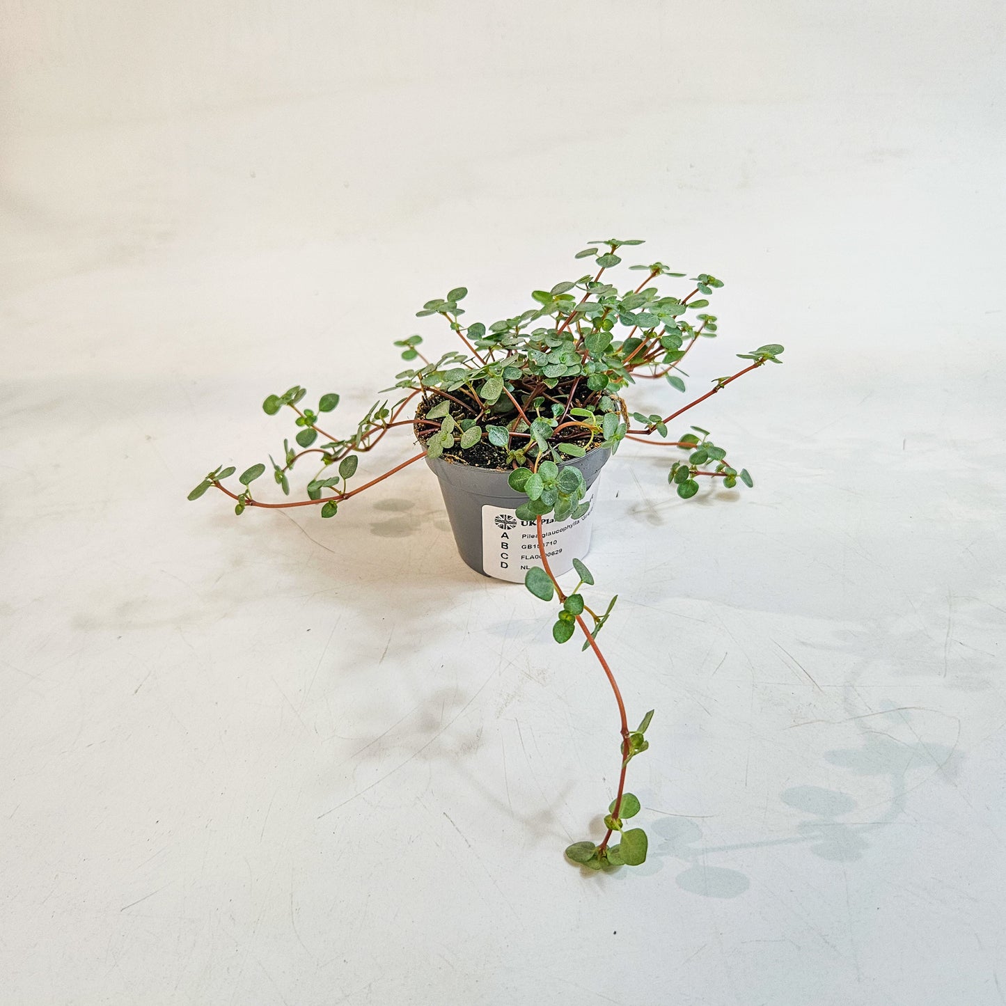 Pilea glaucophylla 'Greyzy' 6cm H8cm