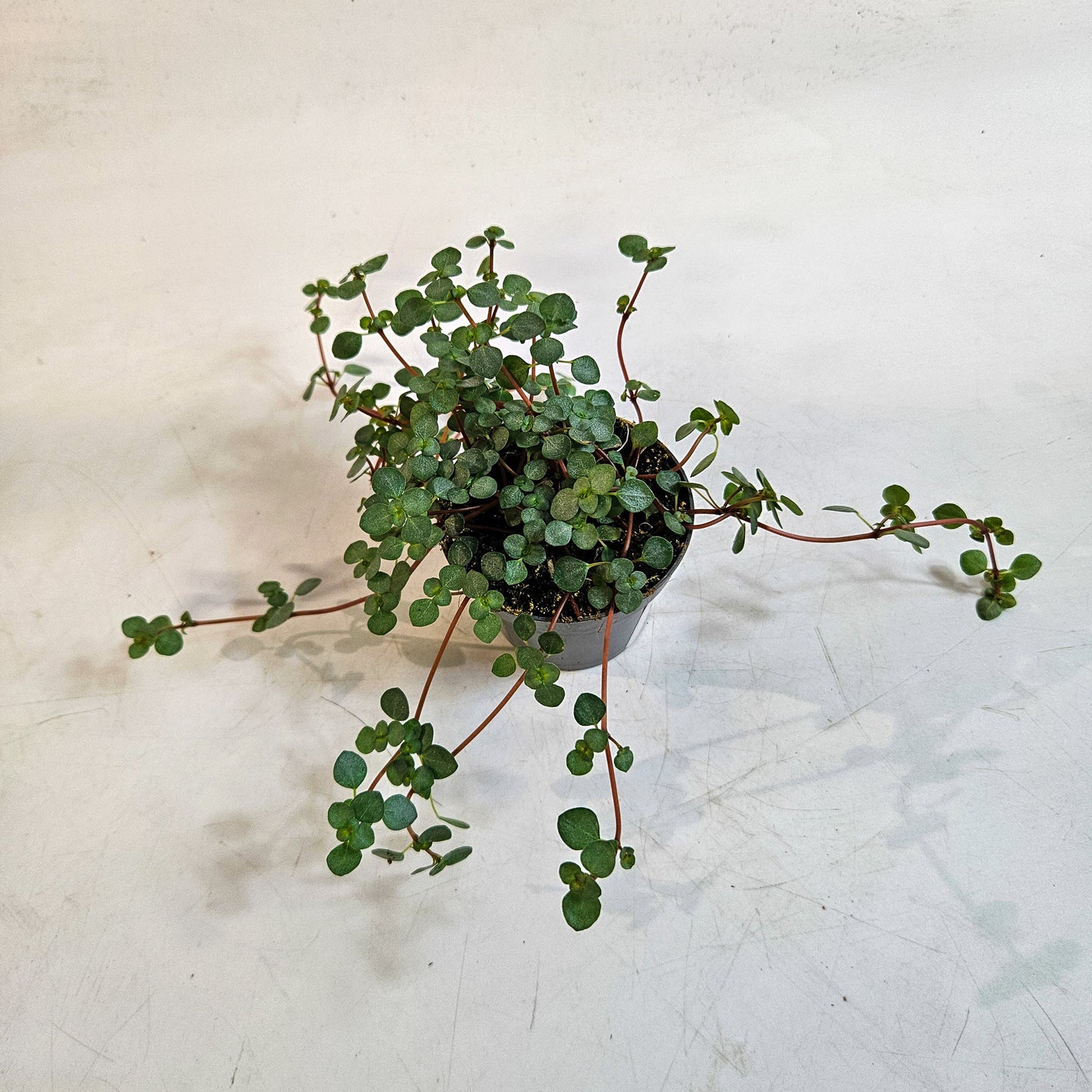 Pilea glaucophylla 'Greyzy' 6cm H8cm