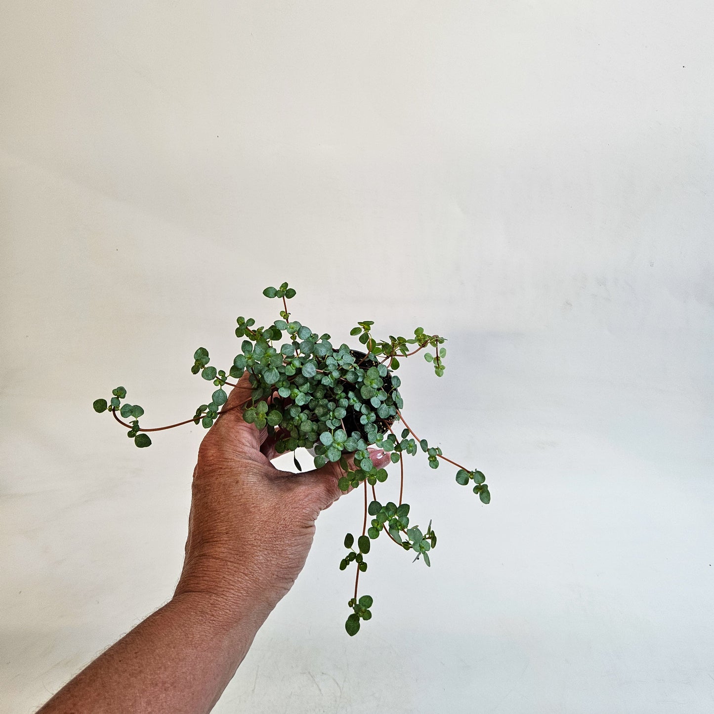 Pilea glaucophylla 'Greyzy' 6cm H8cm