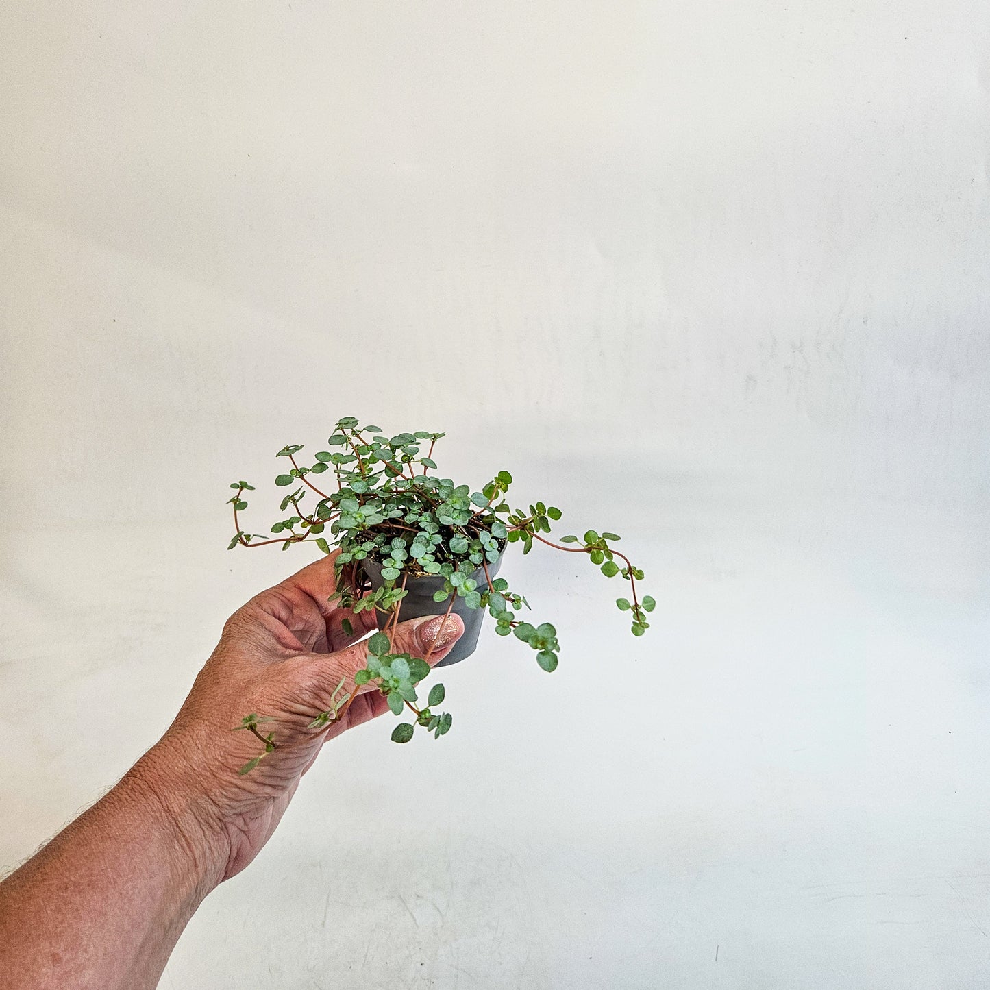 Pilea glaucophylla 'Greyzy' 6cm H8cm
