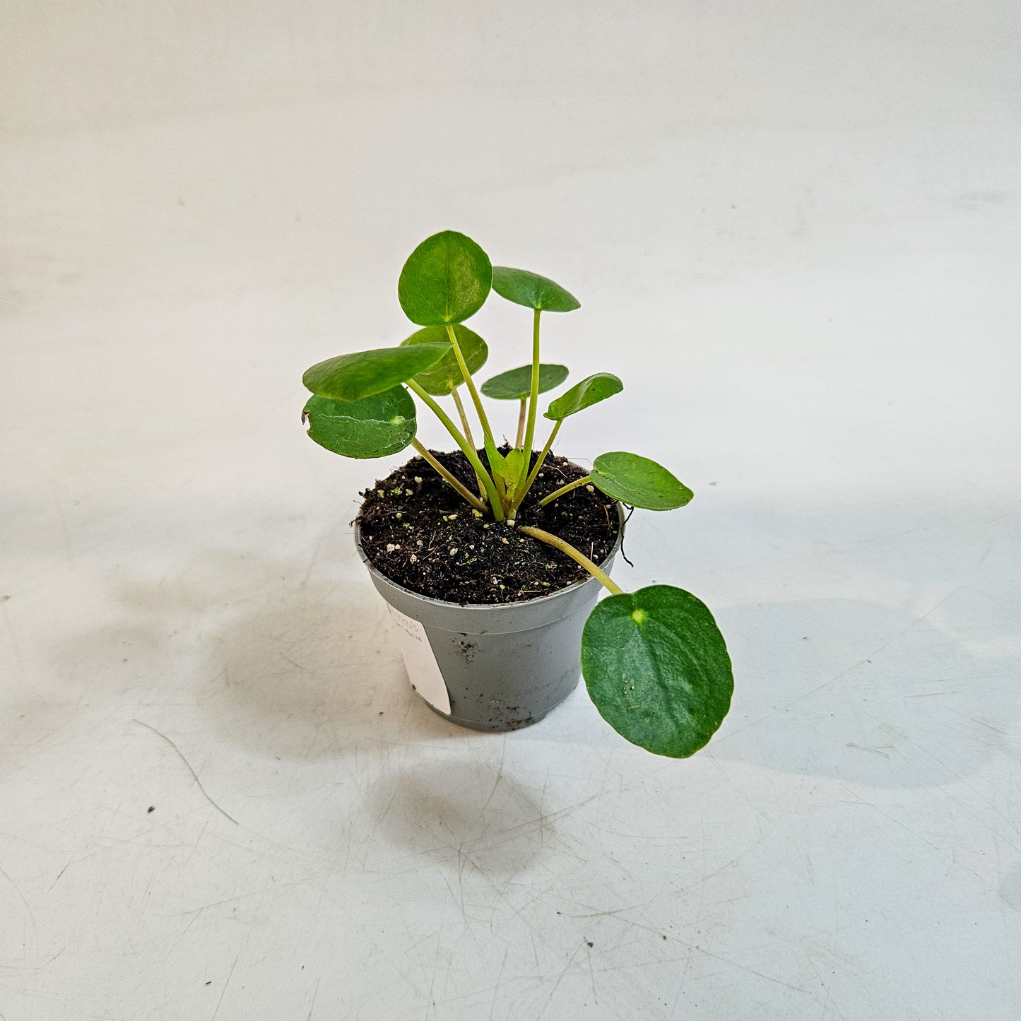 Pilea peperomioides 6cm H15cm