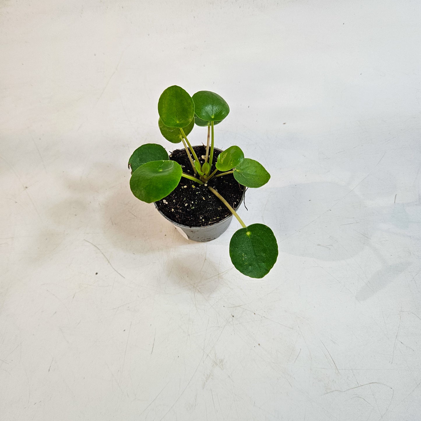 Pilea peperomioides 6cm H15cm