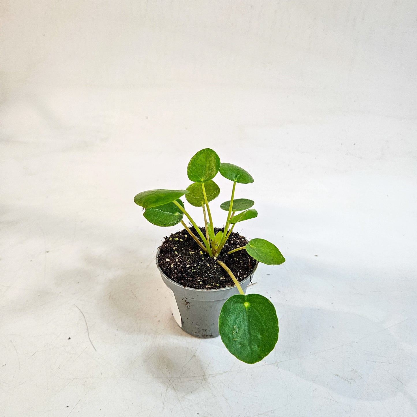 Pilea peperomioides 6cm H15cm