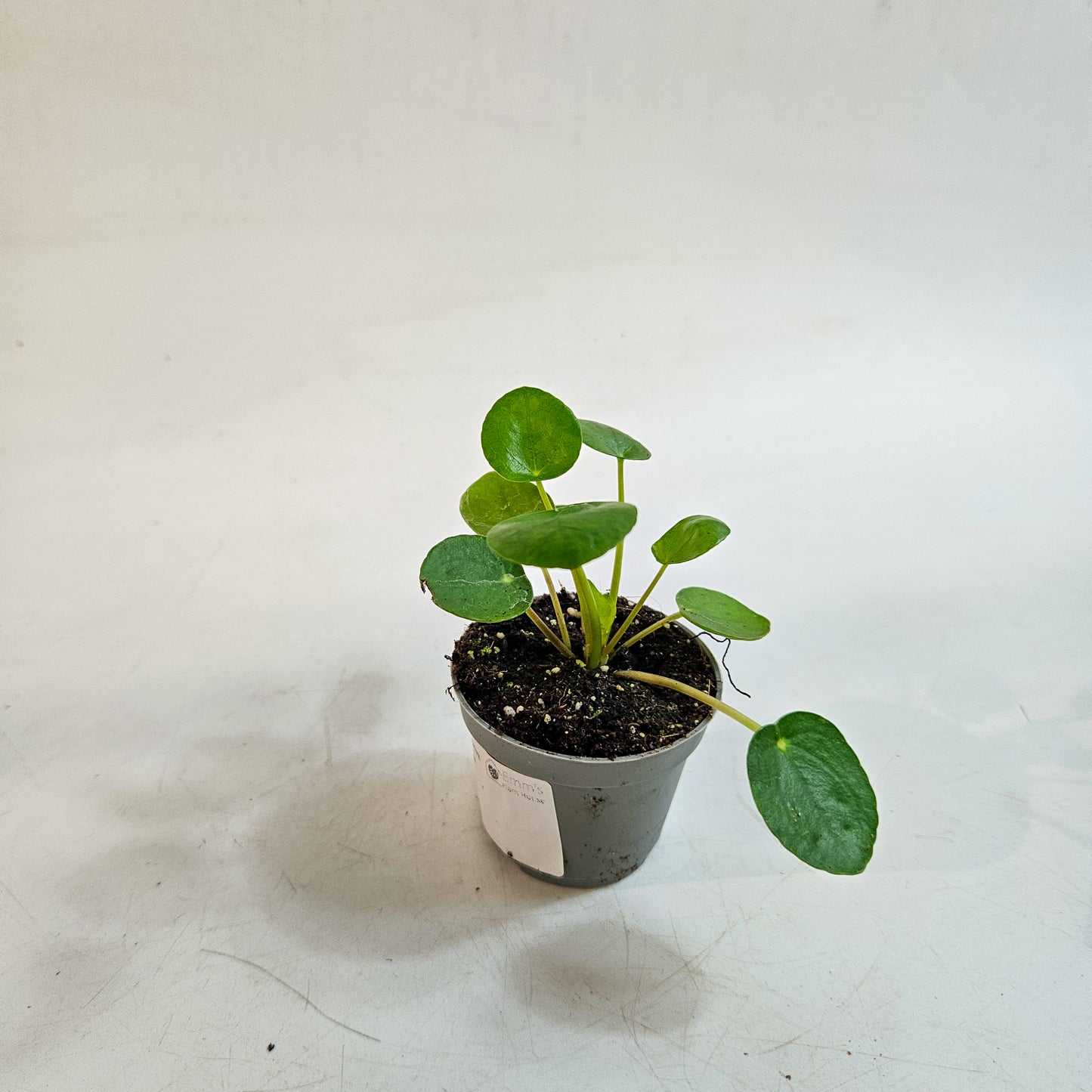 Pilea peperomioides 6cm H15cm