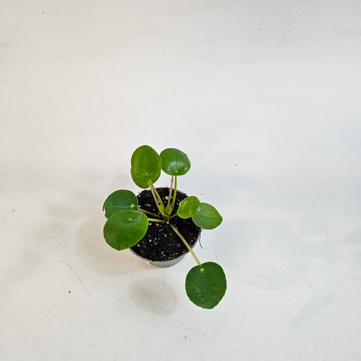 Pilea peperomioides 6cm H15cm
