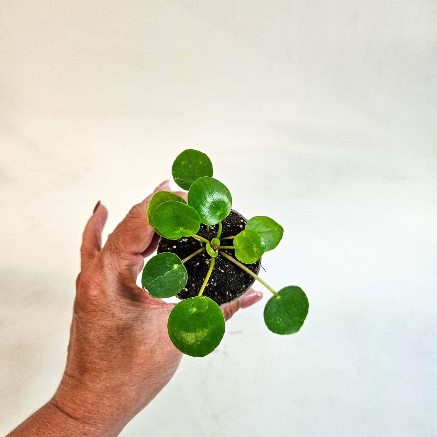 Pilea peperomioides 6cm H15cm