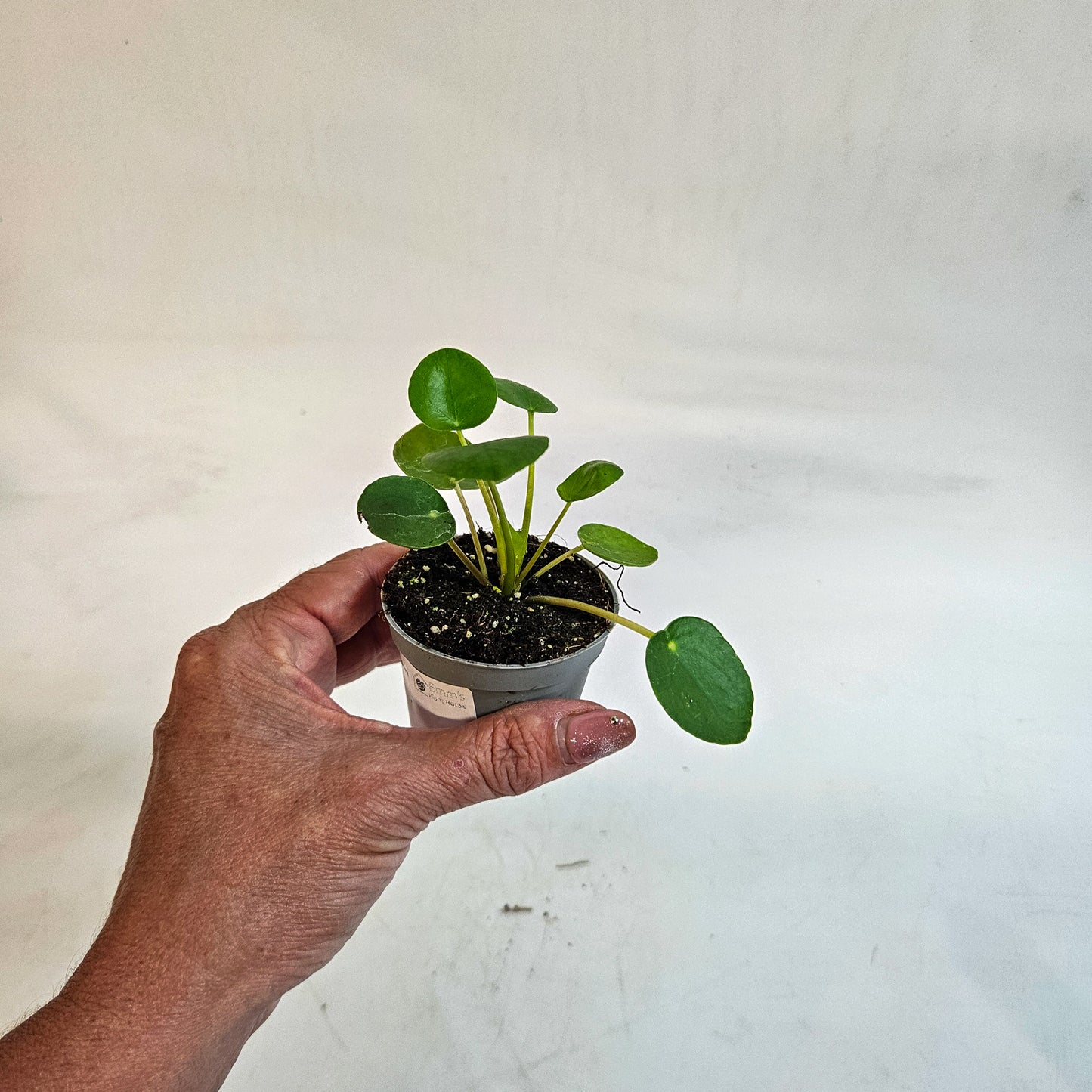 Pilea peperomioides 6cm H15cm