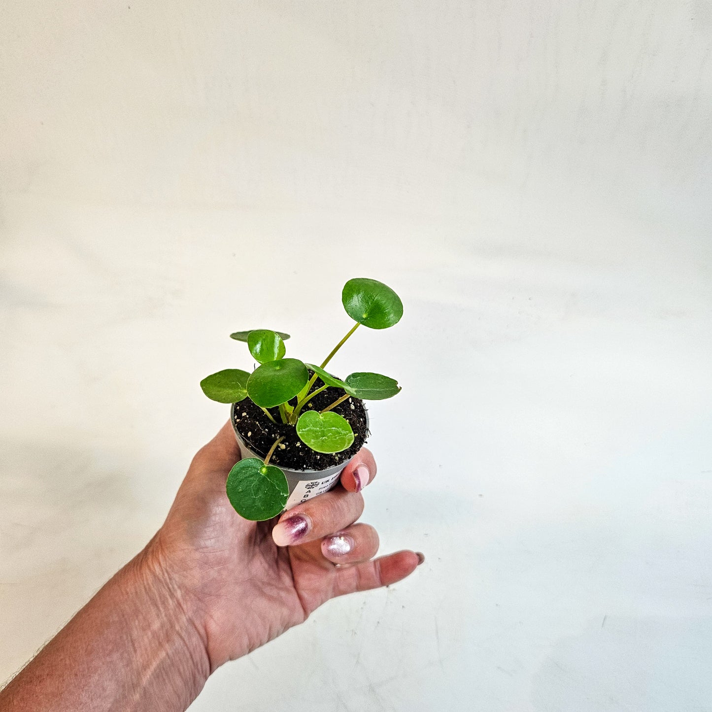 Pilea peperomioides 6cm H15cm