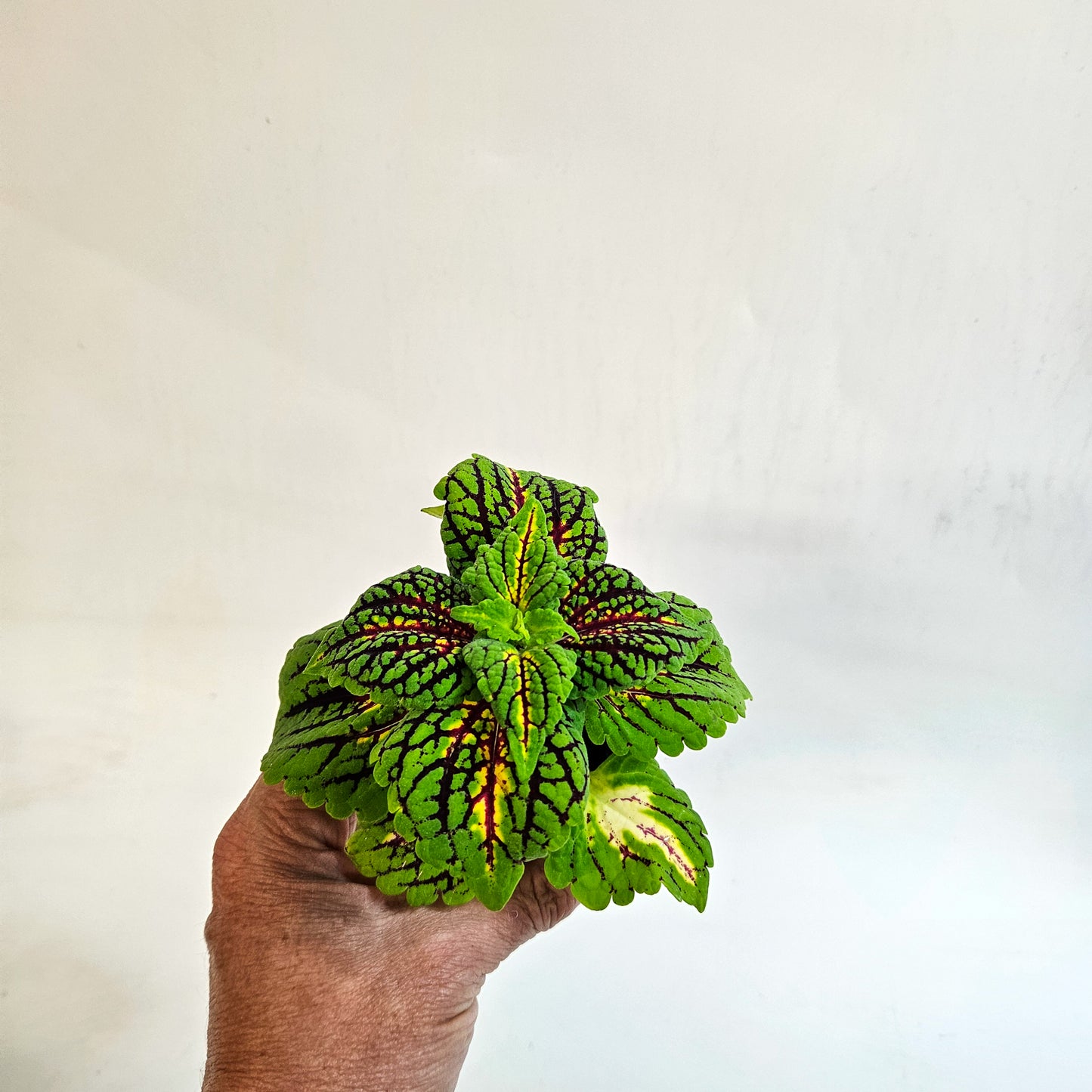 Plectranthus scutellarioides 'Spacecake' 6cm H10cm