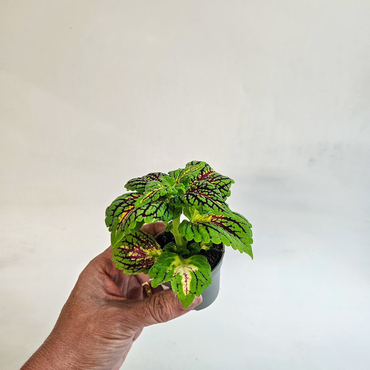 Plectranthus scutellarioides 'Spacecake' 6cm H10cm