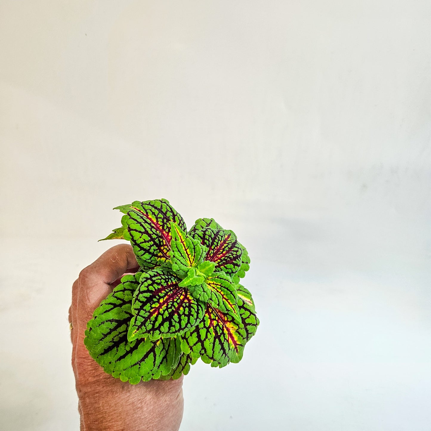 Plectranthus scutellarioides 'Spacecake' 6cm H10cm
