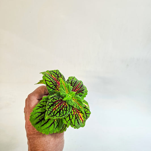 Plectranthus scutellarioides 'Spacecake' 6cm H10cm