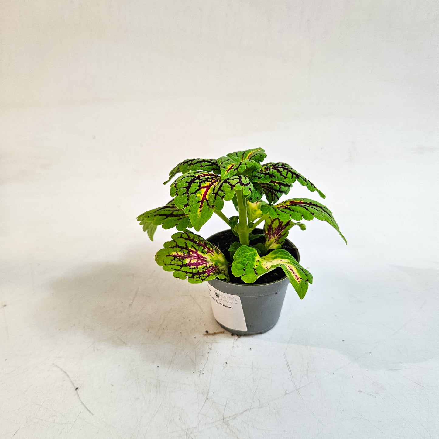 Plectranthus scutellarioides 'Spacecake' 6cm H10cm