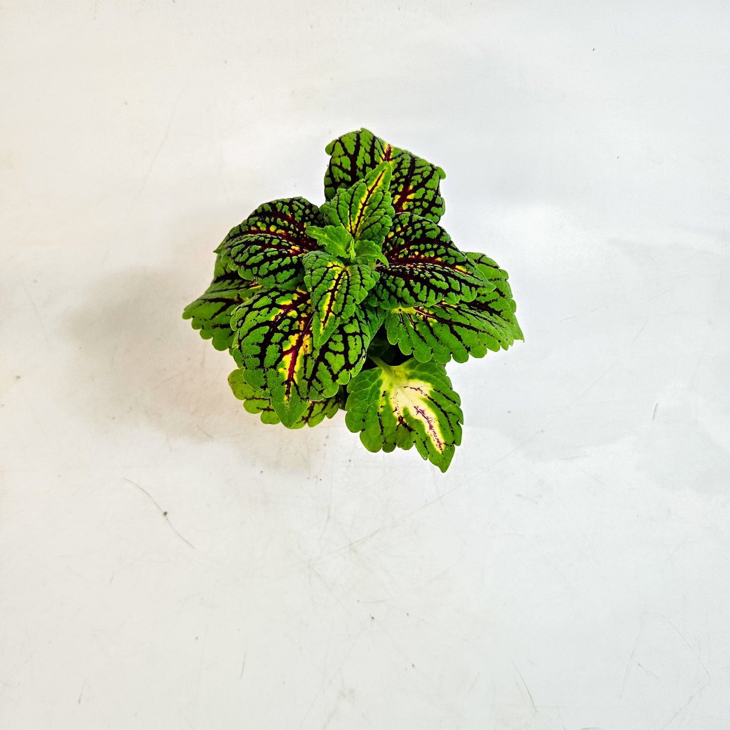 Plectranthus scutellarioides 'Spacecake' 6cm H10cm
