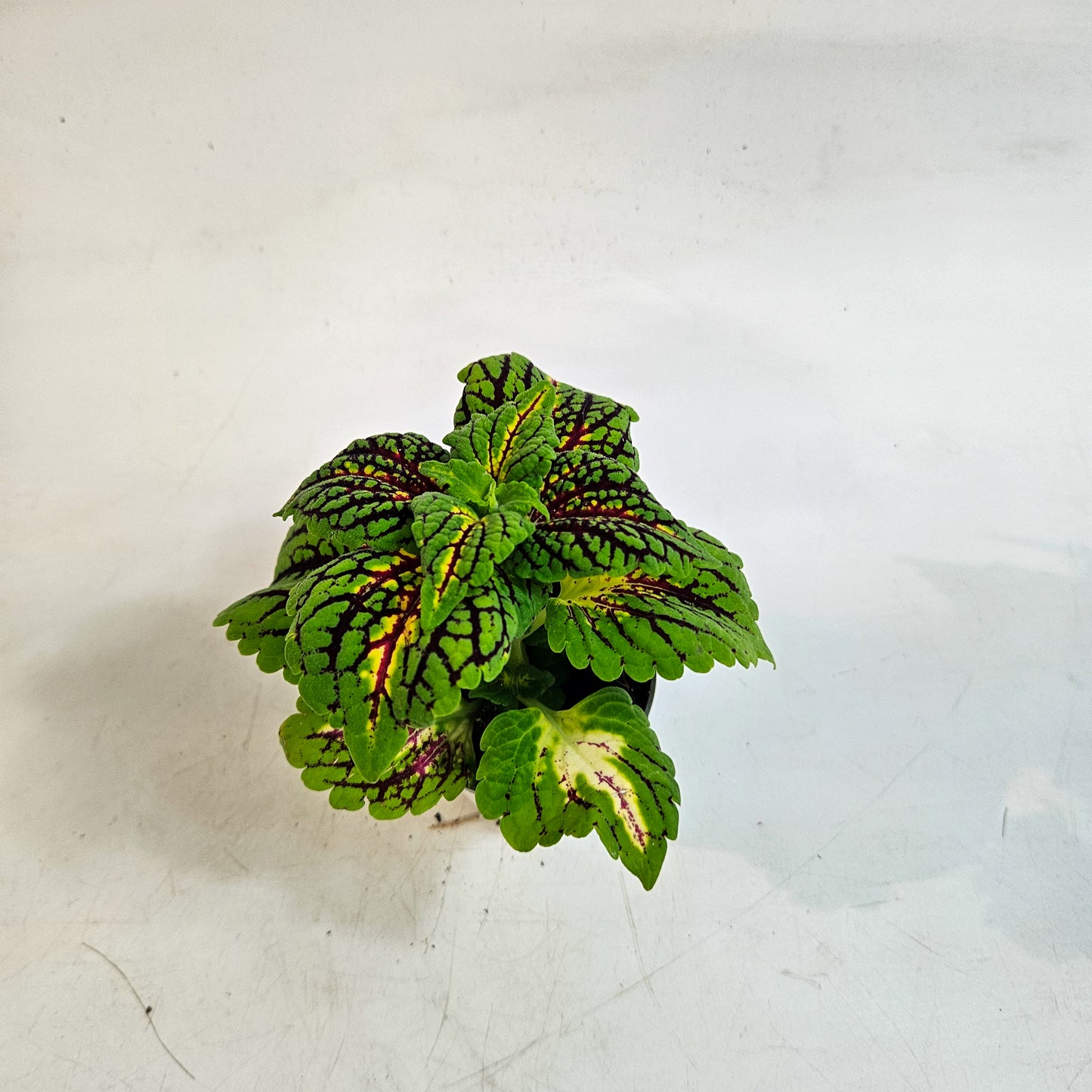 Plectranthus scutellarioides 'Spacecake' 6cm H10cm