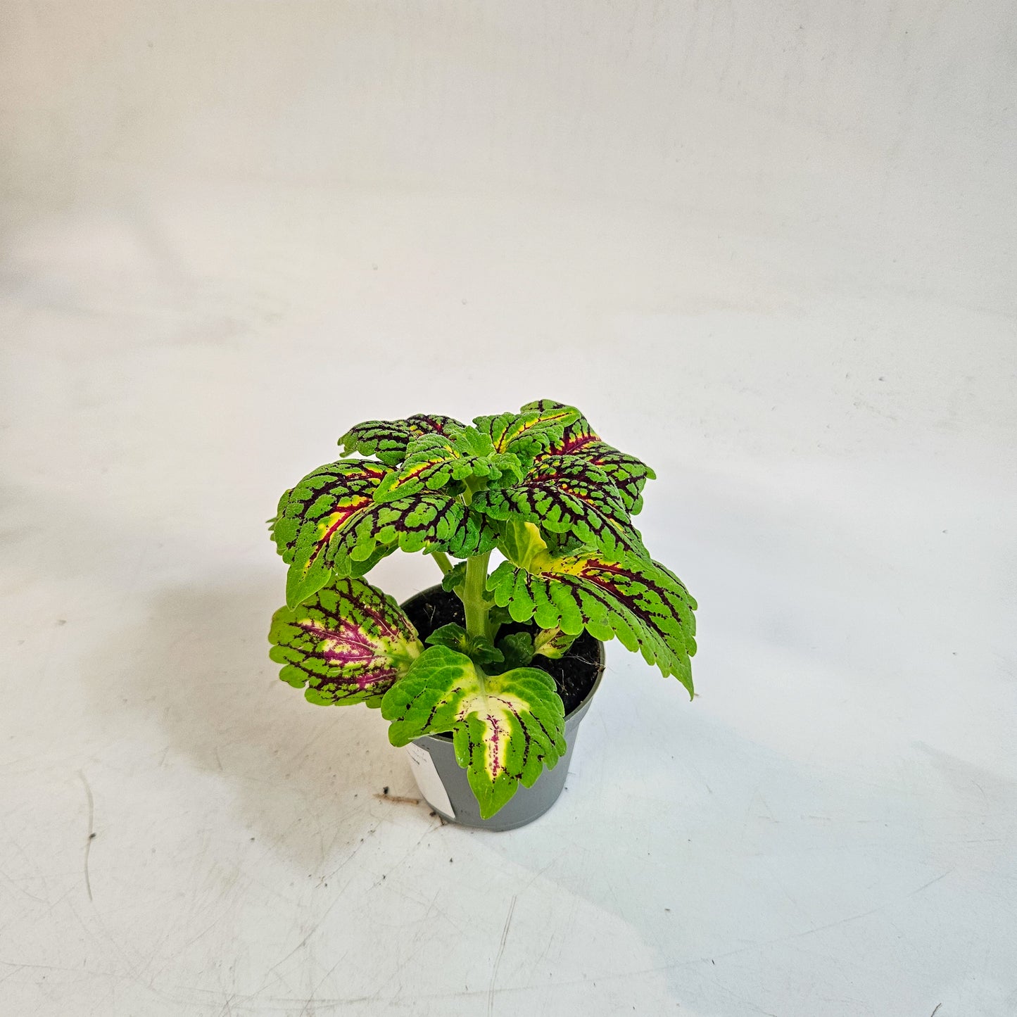 Plectranthus scutellarioides 'Spacecake' 6cm H10cm