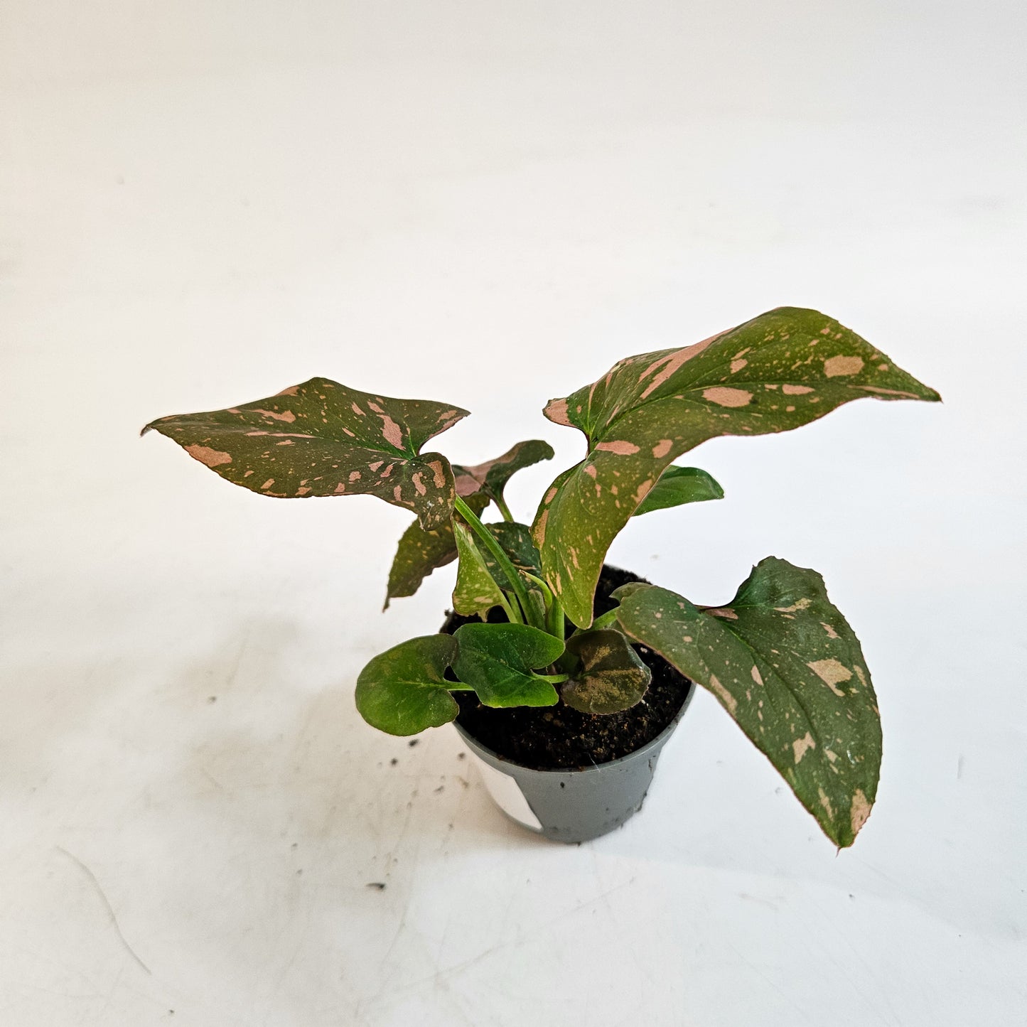 Syngonium 'Pink Splash' 6cm H12cm