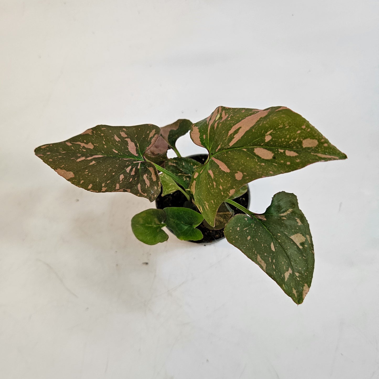 Syngonium 'Pink Splash' 6cm H12cm