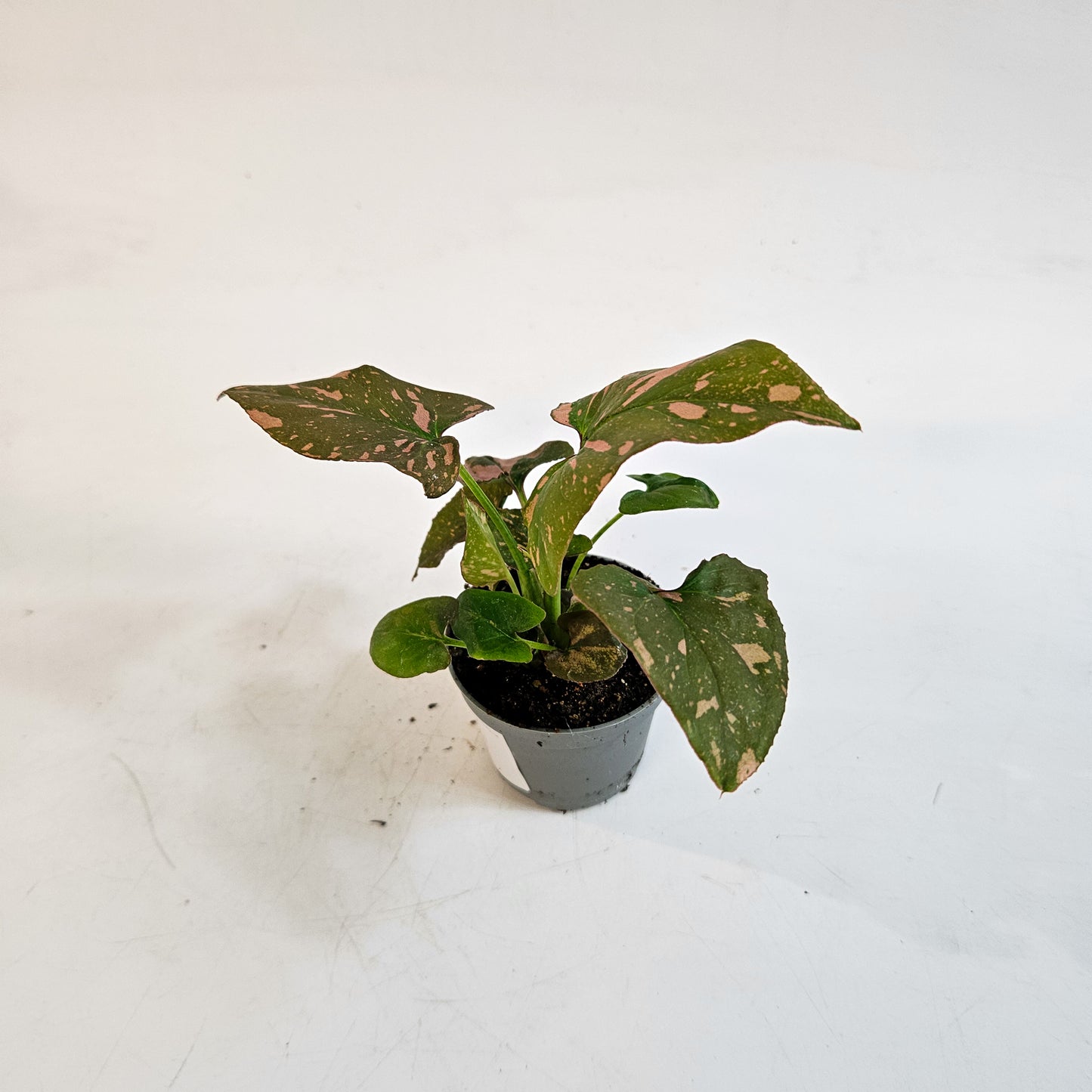 Syngonium 'Pink Splash' 6cm H12cm