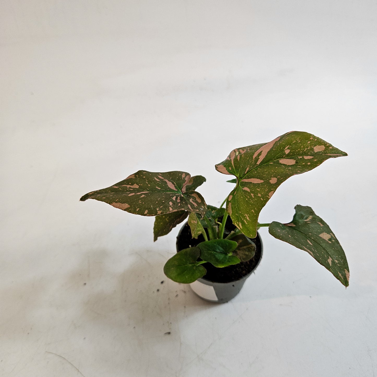 Syngonium 'Pink Splash' 6cm H12cm