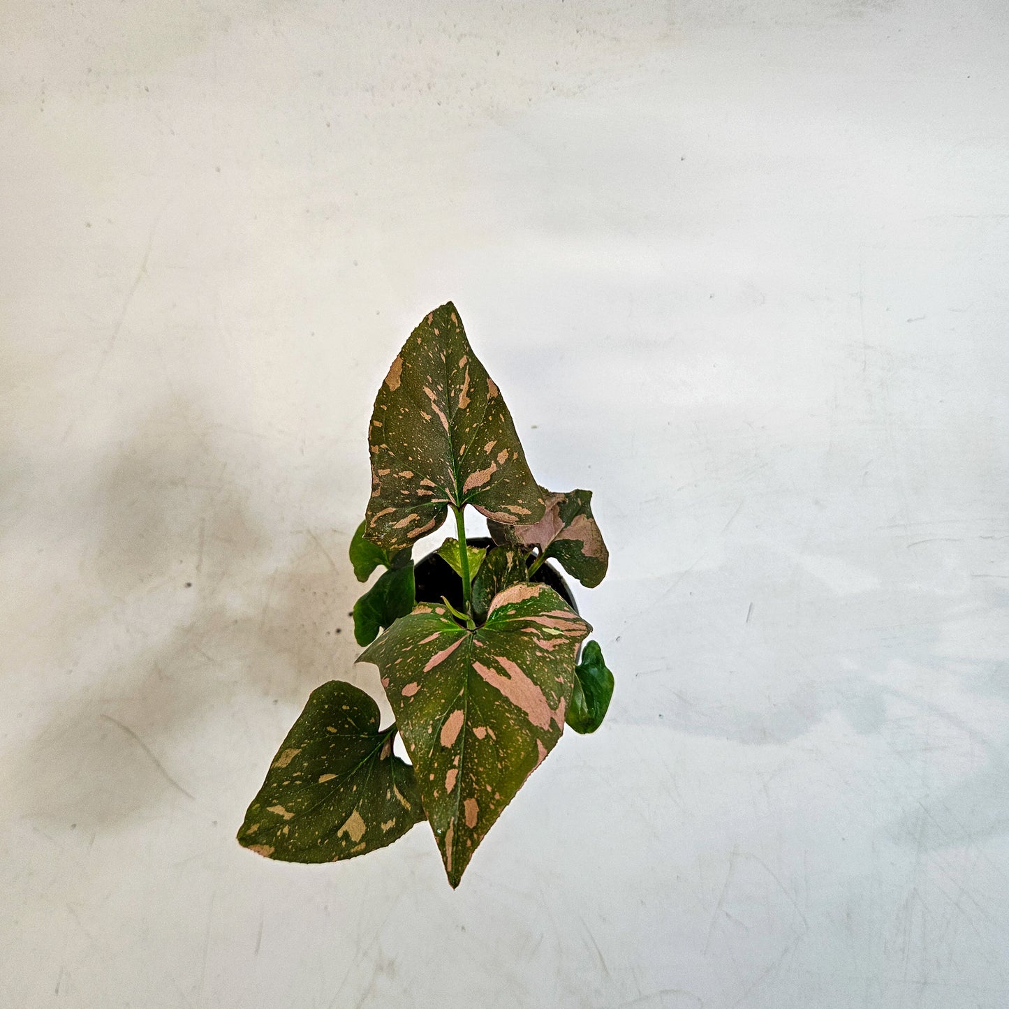 Syngonium 'Pink Splash' 6cm H12cm