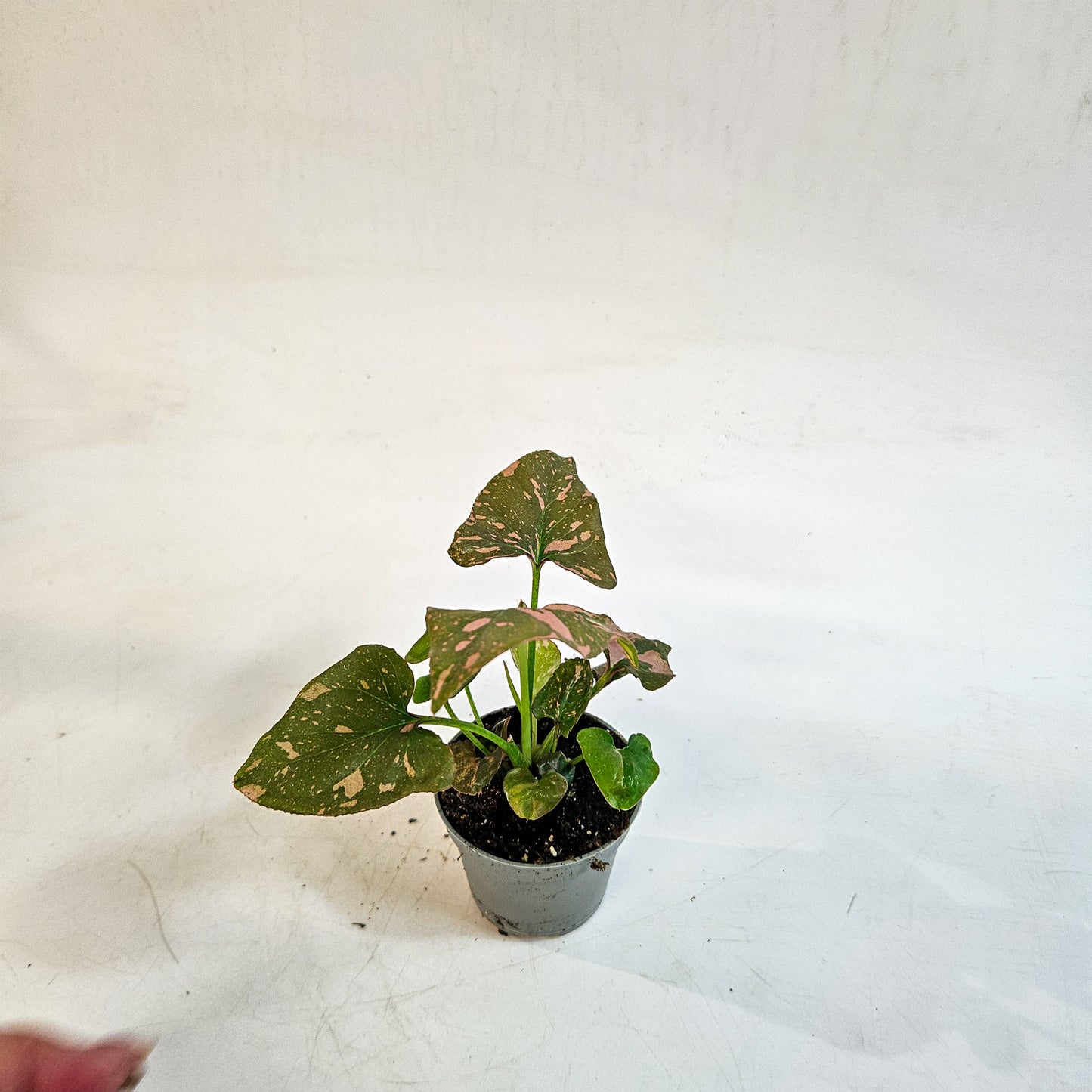 Syngonium 'Pink Splash' 6cm H12cm