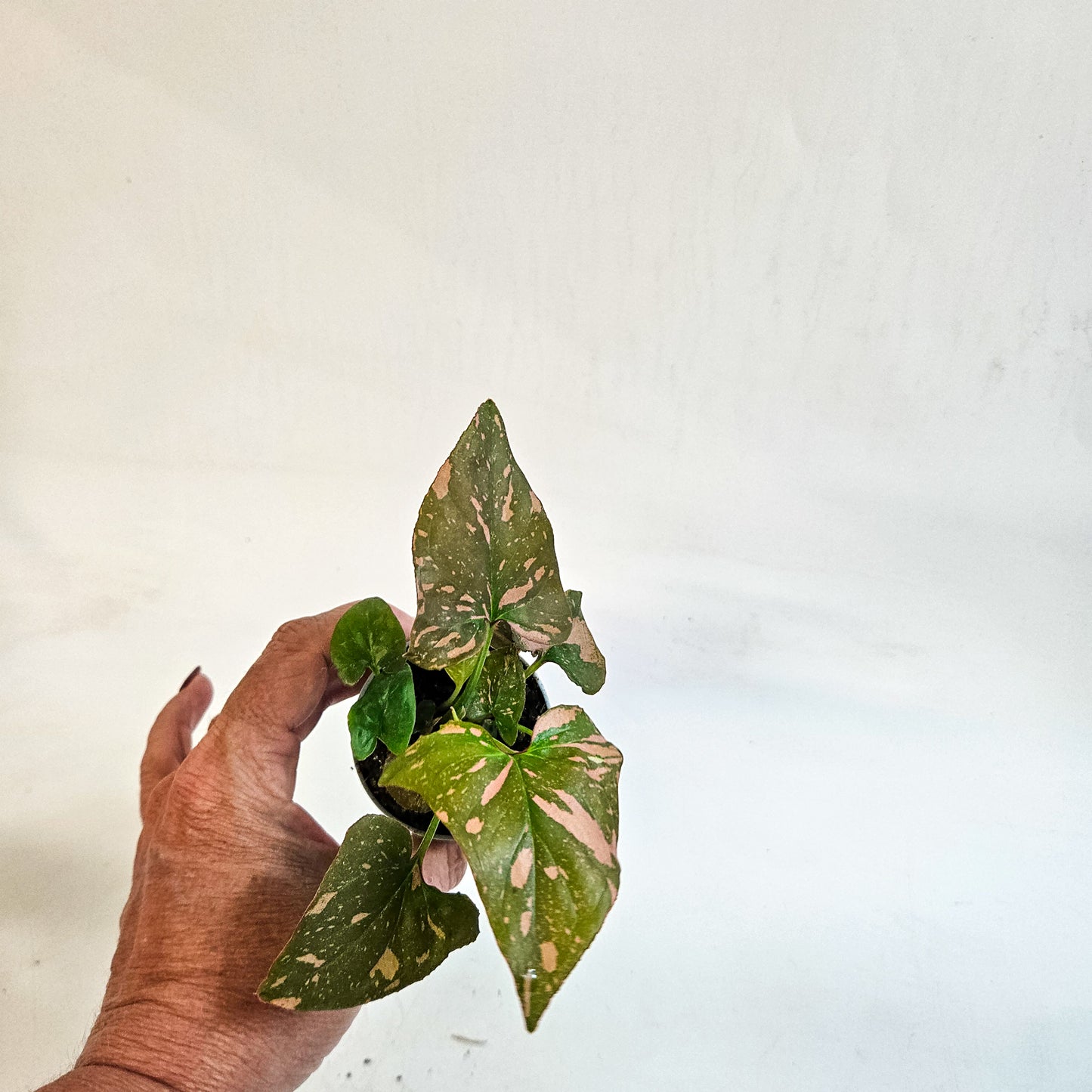 Syngonium 'Pink Splash' 6cm H12cm