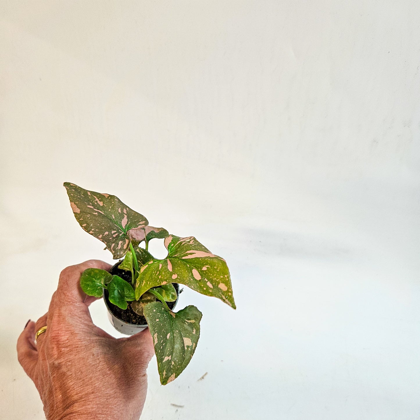 Syngonium 'Pink Splash' 6cm H12cm