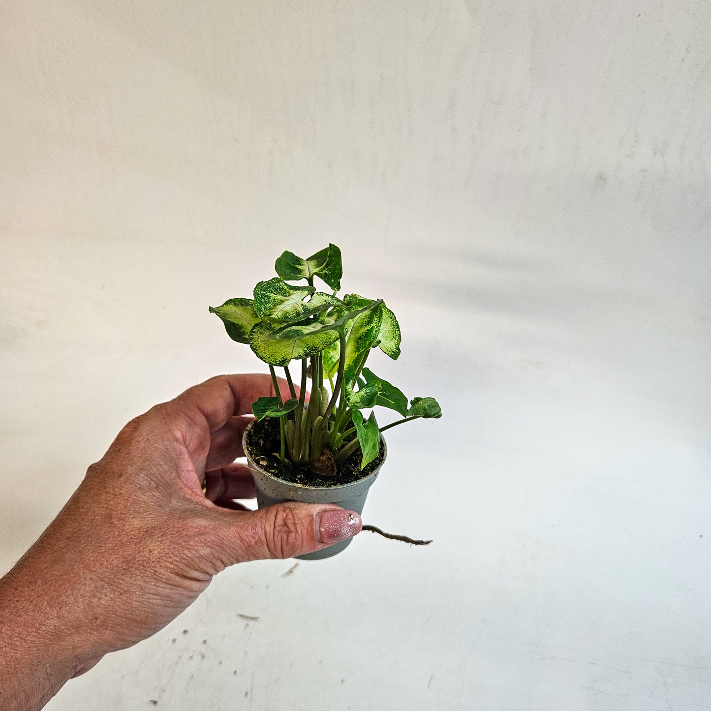 Syngonium 'Pixie' 6cm H15cm