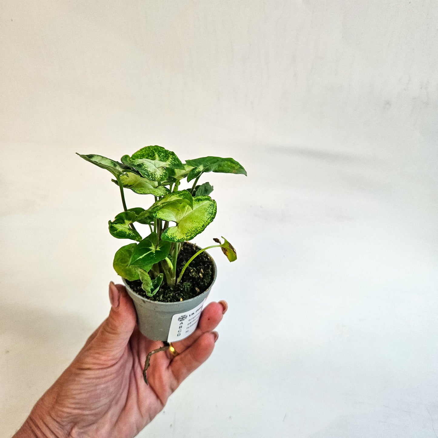 Syngonium 'Pixie' 6cm H15cm