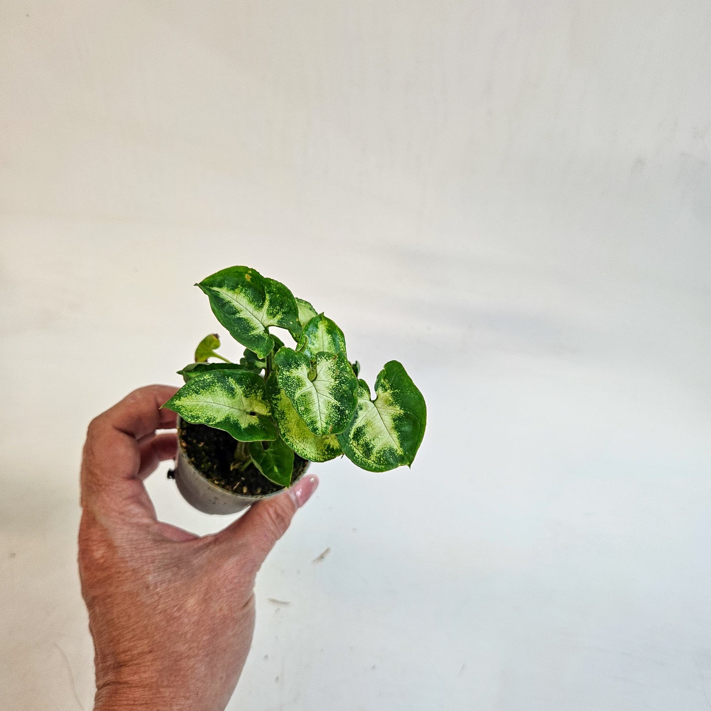 Syngonium 'Pixie' 6cm H15cm