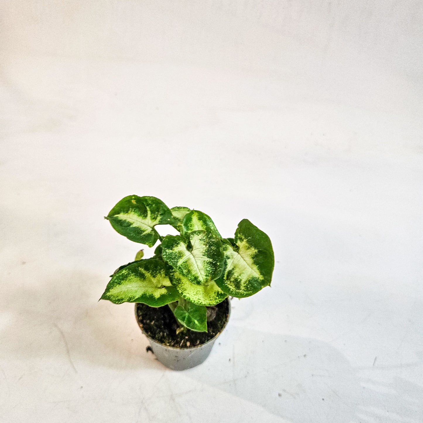 Syngonium 'Pixie' 6cm H15cm