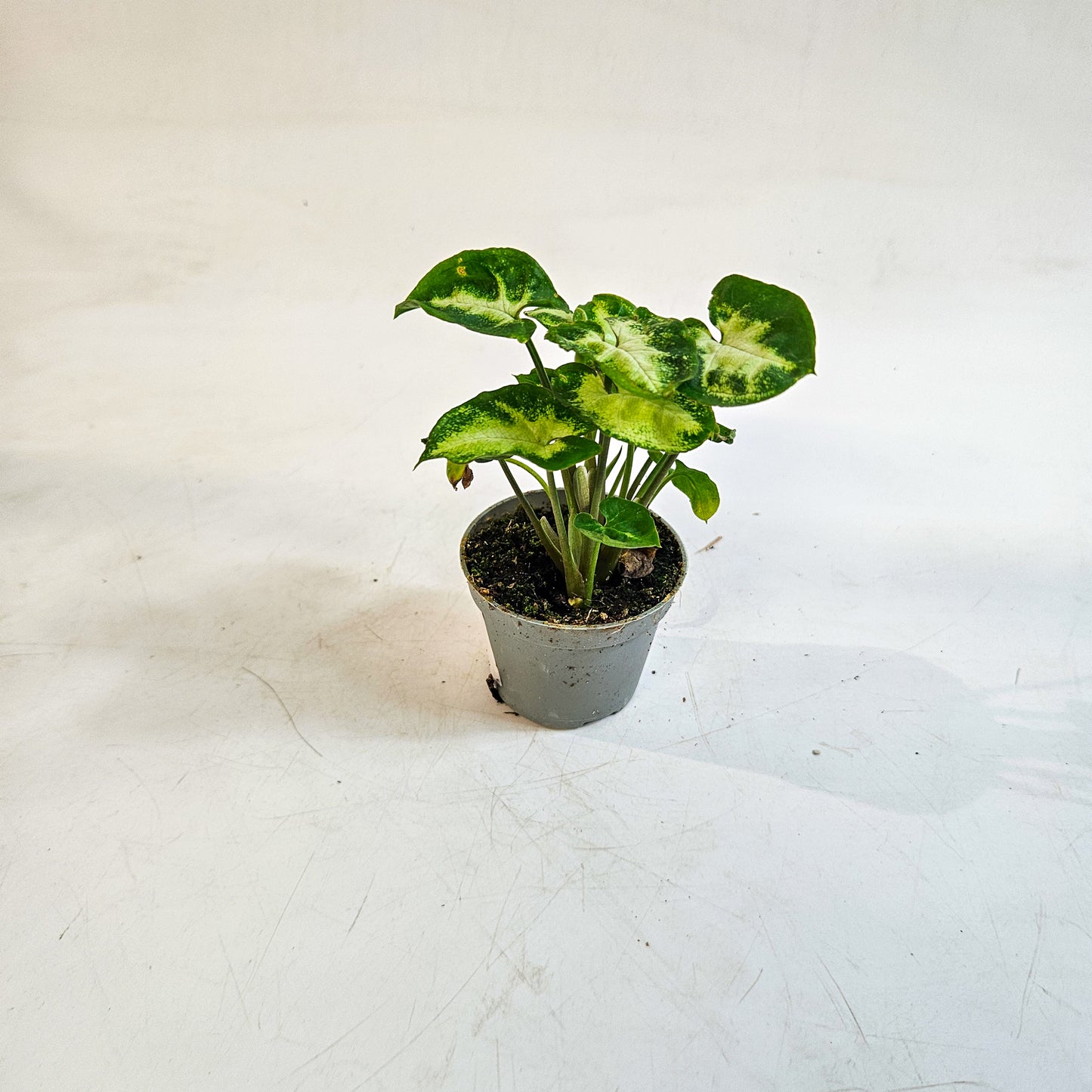 Syngonium 'Pixie' 6cm H15cm