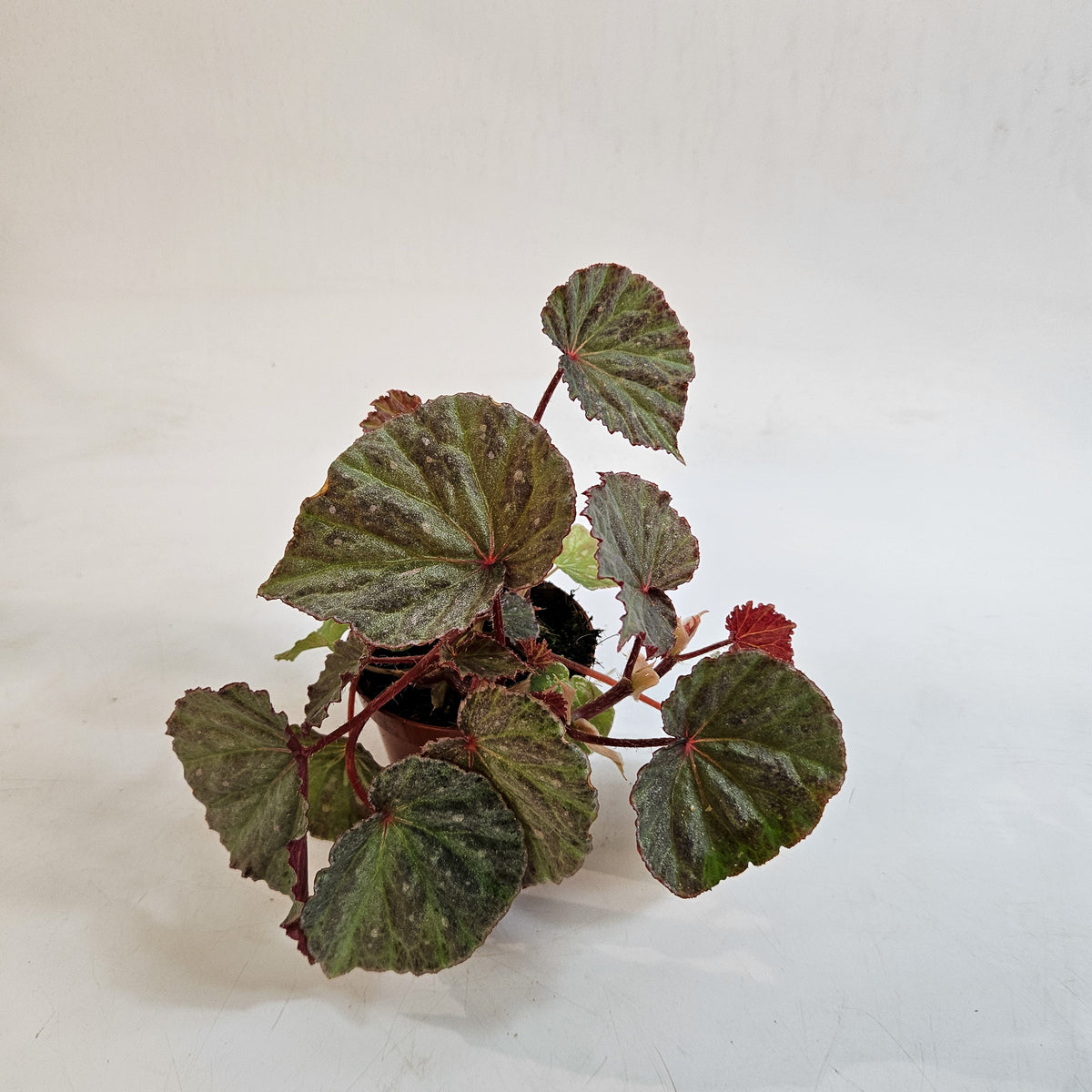 Begonia 'Snow Hare' 8cm H12cm
